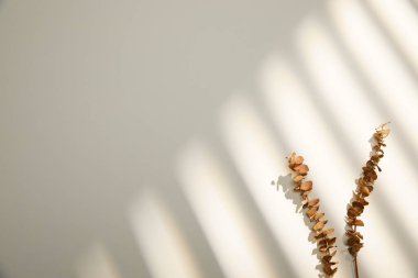 beyaz duvar arkaplanındaki kuru yapraklar