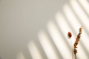 Güneş ışığındaki bir çiçeğin seçici odak noktası