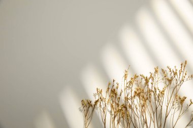 Beyaz duvardaki gölgeli kuru bitki. minimal konsept