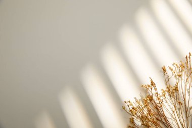 Beyaz arkaplanda kurumuş yapraklar