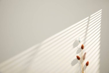 Duvarda gölgesi olan beyaz pencere