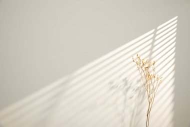 Beyaz arka planda bir yaprağın gölgesi