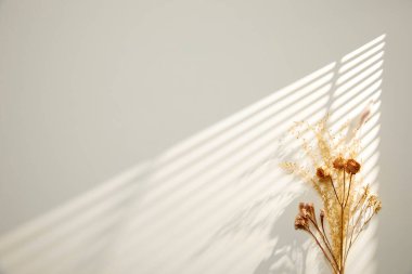 Beyaz arka planda güzel, beyaz, kuru çiçek