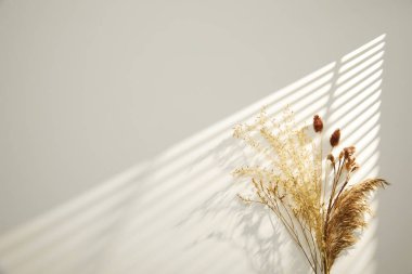 Beyaz arkaplanda, güneş ışığında kuru bir çiçek