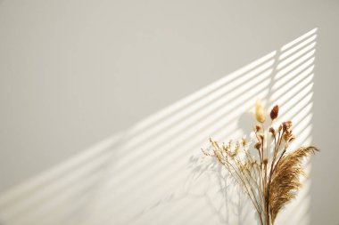 Beyaz arka planda kurutulmuş bitki, güneş ışığı ve beyaz duvarda gölge, minimalist iç dekorasyon. minimal biçim, minimalist biçim