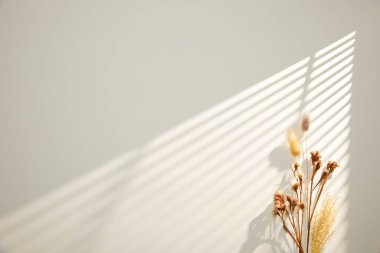 Gölgeli güzel beyaz çiçek