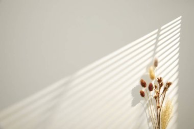 Beyaz arkaplanı olan bir bitkinin gölgesi