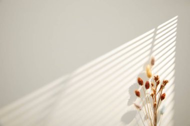 Güneş ışığında beyaz bir papatya çiçeğinin yakın çekimi.