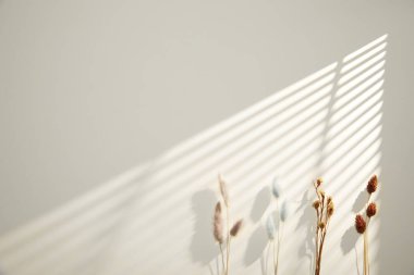 Beyaz arkaplanda bir bitkinin gölgesi