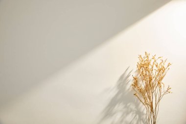 Beyaz arka planda gölgeli kuru otlar..