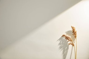 Beyaz arka planda güneşte buğday kulakları