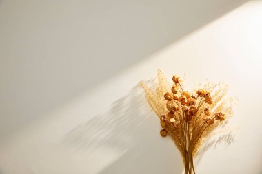 Beyaz Arkaplanda Kurumuş Çiçekler