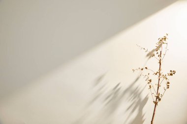 Kurumuş bitkilerin gölgeleri,