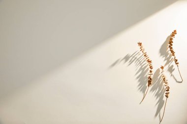 Beyaz arka planda gölgesi olan kuru otlar. düz alan, üst görünüm, kopyala boşluk