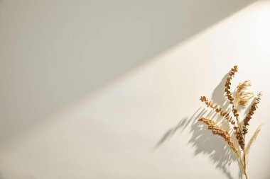 Beyaz arkaplanda kuru çiçekler