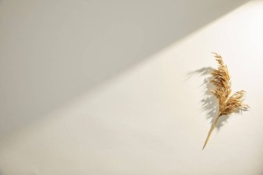 Beyaz arkaplanda altın tüy.