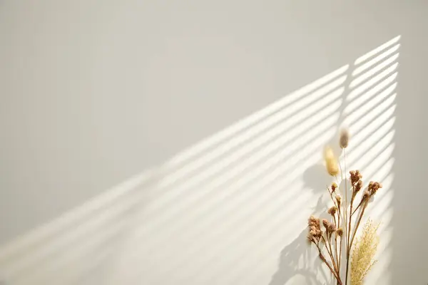 Gölgeli güzel beyaz çiçek