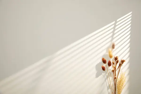 Beyaz arkaplanı olan bir bitkinin gölgesi