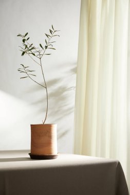 Doğal Işık ve Bitki Dekorasyonu ile Minimalist Ev İçi.