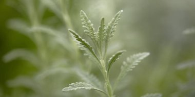 Bahçedeki güzel yeşil çimenler