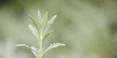 Bulanık arkaplanı olan beyaz bir çiçeğe yaklaş