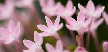 arka plan bulanık güzel pembe orkide çiçekler