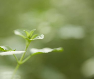 Doğada Yeşil Yapraklar