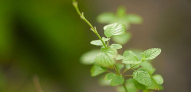 Bahçede yeşil yapraklar