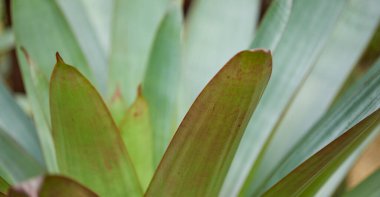 Yeşil yaprak dokusunu kapat
