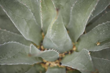 Yeşil yaprak dokusu arka plan. Tropikal bir ormanda yeşil yapraklar.