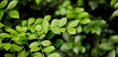 Yeşil yaprak dokusu arka plan. Tropikal bir ormanda yeşil yapraklar.