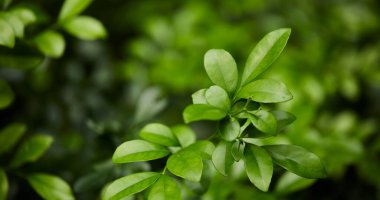 Yeşil yaprak dokusu arka plan. Tropikal bir ormanda yeşil yapraklar.