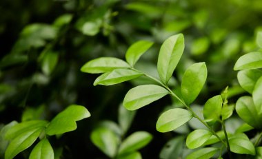 Yeşil yaprak dokusu arka plan. Tropikal bir ormanda yeşil yapraklar.