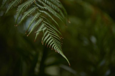 Yeşil yaprak dokusu arka plan. Tropikal bir ormanda yeşil yapraklar.