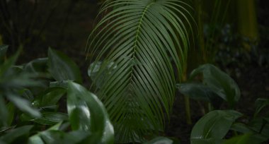 Yeşil yaprak dokusu arka plan. Tropikal bir ormanda yeşil yapraklar.