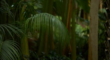 Yeşil yaprak dokusu arka plan. Tropikal bir ormanda yeşil yapraklar.