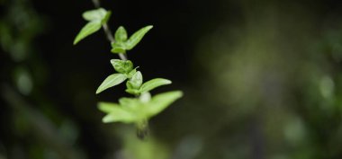 Yeşil yaprak dokusu arka plan. Tropikal bir ormanda yeşil yapraklar.