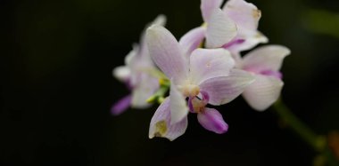 Yeşil yaprak dokusu arka plan. Tropikal bir ormanda yeşil yapraklar.