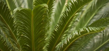 Yeşil yaprak dokusu arka plan. Tropikal bir ormanda yeşil yapraklar.