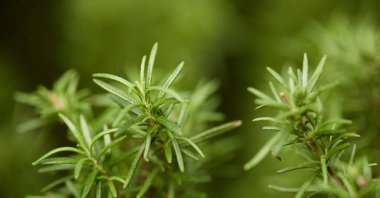 Yeşil yaprak dokusu arka plan. Tropikal bir ormanda yeşil yapraklar.