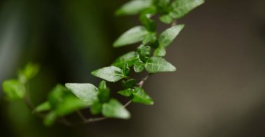 Yeşil yaprak dokusu arka plan. Tropikal bir ormanda yeşil yapraklar.