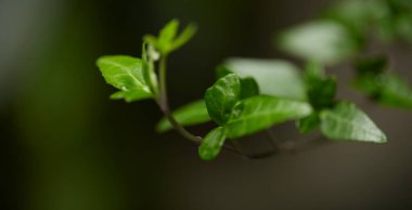 Yeşil yaprak dokusu arka plan. Tropikal bir ormanda yeşil yapraklar.
