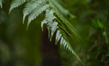 Yeşil yaprak dokusu arka plan. Tropikal bir ormanda yeşil yapraklar.