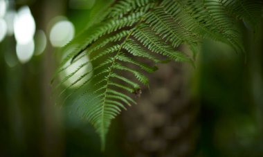 Yeşil yaprak dokusu arka plan. Tropikal bir ormanda yeşil yapraklar.