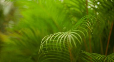 Yeşil yaprak dokusu arka plan. Tropikal bir ormanda yeşil yapraklar.