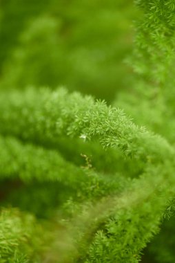 Yeşil yaprak dokusu arka plan. Tropikal bir ormanda yeşil yapraklar.