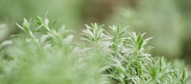 Yeşil yaprak dokusu arka plan. Tropikal bir ormanda yeşil yapraklar.