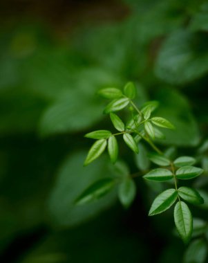 Yeşil yaprak dokusu arka plan. Tropikal bir ormanda yeşil yapraklar.