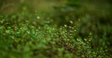 Yeşil yaprak dokusu arka plan. Tropikal bir ormanda yeşil yapraklar.