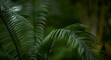 Yeşil yaprak dokusu arka plan. Tropikal bir ormanda yeşil yapraklar.